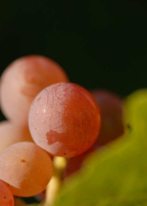 Souvignier gris ANT 0331